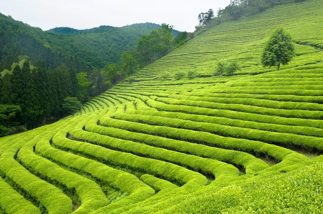 tea-garden